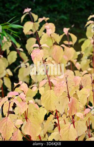 Soffice vegetazione autunnale di pesca dorata e steli di pelo, Cornus sanguinea, camino invernale, giardino britannico novembre Foto Stock