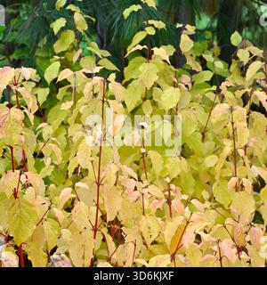 Soffice vegetazione autunnale di pesca dorata e steli di pelo, Cornus sanguinea, camino invernale, giardino britannico novembre Foto Stock