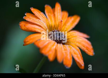 Frost 21.11.2025, Frost, ueber Nacht Hat es gefroren, die Temperaturen liegen unter 0 Grad im Bild: eine Orange Ringelblume Calendula officinales ist mit Eiskristallen besetzt *** Frost 21 11 2025, Frost, overnight it Froze, le temperature sono inferiori a 0 gradi nella figura una calendula officinales arancione è ricoperta di cristalli di ghiaccio Foto Stock