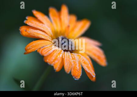 Frost 21.11.2025, Frost, ueber Nacht Hat es gefroren, die Temperaturen liegen unter 0 Grad im Bild: eine Orange Ringelblume Calendula officinales ist mit Eiskristallen besetzt *** Frost 21 11 2025, Frost, overnight it Froze, le temperature sono inferiori a 0 gradi nella figura una calendula officinales arancione è ricoperta di cristalli di ghiaccio Foto Stock