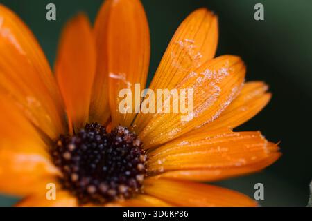 Frost 21.11.2025, Frost, ueber Nacht Hat es gefroren, die Temperaturen liegen unter 0 Grad im Bild: eine Orange Ringelblume Calendula officinales ist mit Eiskristallen besetzt *** Frost 21 11 2025, Frost, overnight it Froze, le temperature sono inferiori a 0 gradi nella figura una calendula officinales arancione è ricoperta di cristalli di ghiaccio Foto Stock