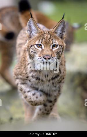 Ritratto ravvicinato di un lince europeo attento, Lynx lynx, che guarda intensamente la fotocamera. Foto Stock