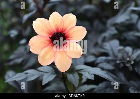 Albicocca fiore autunnale singolo e fogliame viola del giardino inglese Sunset di dahlia Hadrian novembre Foto Stock
