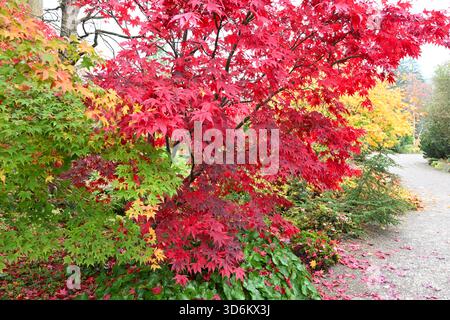 Vivaci sfumature autunnali di acero giapponese nixato o alberi di palmatum Acer, tra cui "Hōgyoku" e Bloodgood UK Garden November Foto Stock