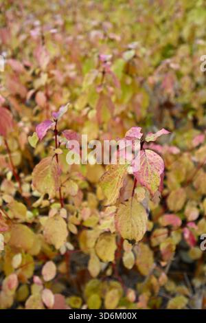Soffice vegetazione autunnale di pesca dorata e steli di pelo, Cornus sanguinea, camino invernale, giardino britannico novembre Foto Stock