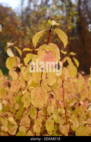 Soffice vegetazione autunnale di pesca dorata e steli di pelo, Cornus sanguinea, camino invernale, giardino britannico novembre Foto Stock