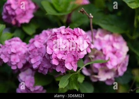 Uno scatto ravvicinato cattura gli intensi petali rosa e magenta di un fiore di Ortensia in fiore. Il cluster centrale è a fuoco, whi Foto Stock