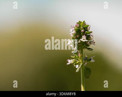 Primo piano con fiore di limone su stelo singolo con sfondo morbido bokeh Foto Stock