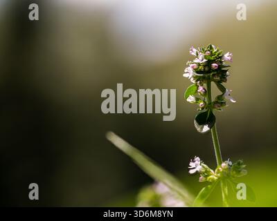 Primo piano dello stelo di balsamo al limone con piccoli fiori e goccia di rugiada, sfondo bokeh morbido Foto Stock