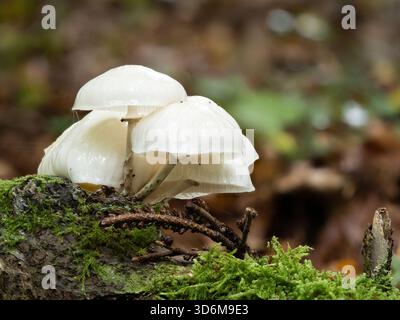 Ammasso di funghi bianchi traslucidi su tronchi mossi in boschi umidi - primo piano di cappellini lucidi simili alla porcellana Foto Stock