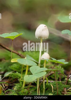 Delicati funghi della Foresta Bianca sul muschio con foglie di trifoglio - primo piano di piccoli funghi Foto Stock