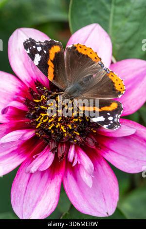 Farfalla rossa ammiraglio (Vanessa atalanta) che si appoggia su una pianta di fiori "Skyfall" di Dahlia durante la stagione estiva, fotografie macro-naturali di farfalle, Foto Stock