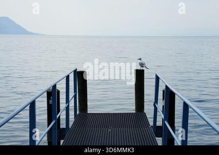 Gabbiano solitario sul molo con vista sul lago di Ginevra, in Svizzera Foto Stock