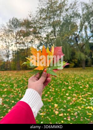 Colori d'autunno – Una donna che tiene le foglie d'acero nella luce d'oro Foto Stock