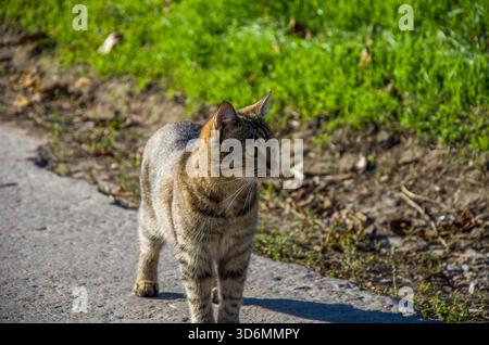 Avvisa Tabby Cat in piedi sulla pavimentazione accanto all'erba verde in una giornata di sole Foto Stock