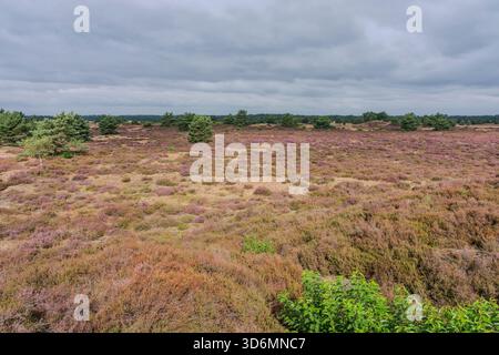 Al mattino presto un campo di erica viola a Kootwijkerzand nei Paesi Bassi. Foto Stock