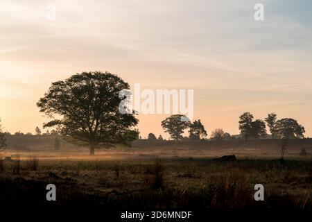 Un'alba tranquilla al mattino presto su un campo di erica durante la primavera sul Sallandse Heuvelrug nei Paesi Bassi. Foto Stock