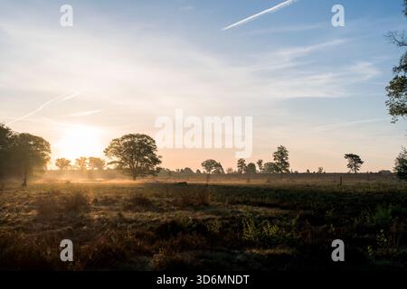 Un'alba tranquilla al mattino presto su un campo di erica durante la primavera sul Sallandse Heuvelrug nei Paesi Bassi. Foto Stock