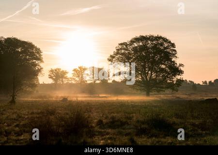 Il calore dell'alba la mattina presto su un campo di erica durante la primavera sul Sallandse Heuvelrug nei Paesi Bassi. Foto Stock