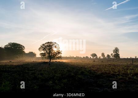 Un'alba tranquilla al mattino presto su un campo di erica durante la primavera sul Sallandse Heuvelrug nei Paesi Bassi. Foto Stock