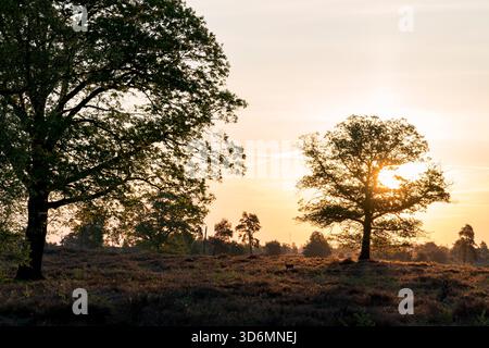 Durante la primavera, una tranquilla alba al mattino presto su un campo di erica con un singolo albero sulla sinistra e un grande albero sulla destra della foto Foto Stock