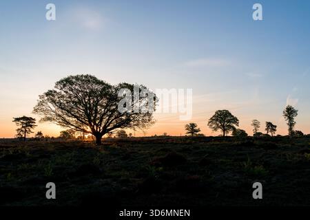 Un'alba di mattina presto su un campo di erica con un cielo azzurro. In primavera sul Sallandse Heuvelrug nei Paesi Bassi. Foto Stock