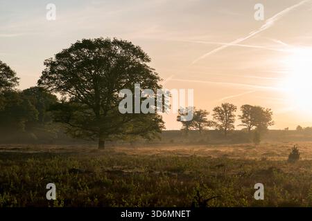 Un'alba meravigliosa la mattina presto su un campo di erica con alberi diversi nel mezzo della foto durante la primavera sul Sallandse Heu Foto Stock