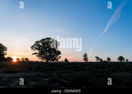 Un'alba di mattina presto su un campo di erica con un cielo limpido con alcune strisce di aeroplani. Primavera sul Sallandse Heuvelrug nei Paesi Bassi Foto Stock