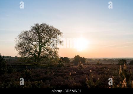 Durante la primavera, una tranquilla alba al mattino presto su un campo di erica con un solo albero sulla sinistra e il sole rende il cielo arancione a Sall Foto Stock