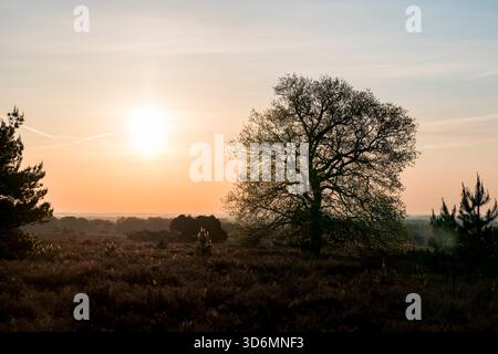 Durante la primavera, una tranquilla alba al mattino presto su un campo di erica con un solo albero sulla destra e il sole rende il cielo arancione a Sal Foto Stock
