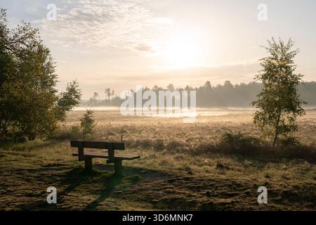Una tranquilla alba al mattino presto con una panchina di legno come soggetto della foto. In primavera, Dwingelderveld, nei Paesi Bassi. Foto Stock