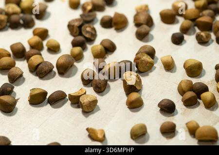 Fagioli saltati messicani, saltarine di Frijoles Foto Stock