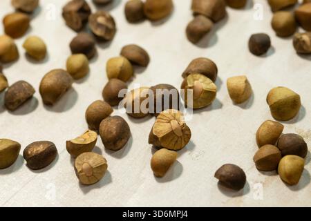 Fagioli saltati messicani, saltarine di Frijoles Foto Stock