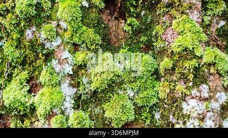 Muschio con cuscino verde vivace e texture Lichen sulla corteccia degli alberi Foto Stock
