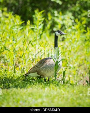 Canada Goose Standing in Tall Green Grass in Sunny Day Foto Stock