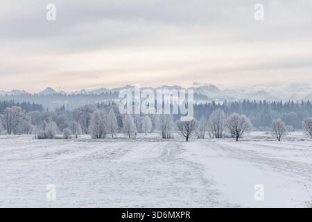 Un'ampia pianura innevata si estende verso alberi ghiacciati e una catena montuosa lontana sotto un cielo soffice e nuvoloso. Foto Stock
