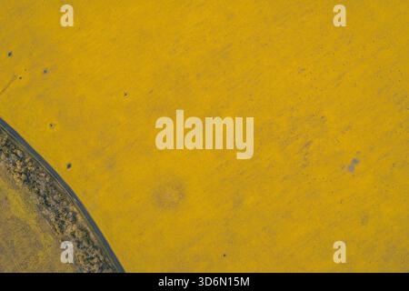 Scatto con droni per un contrasto agricolo sorprendente. Una linea di confine profonda e curvilinea separa un campo di ritaglio giallo dorato da un'area più scura, evidenziando la trama astratta e la geometria dell'uso del terreno Foto Stock