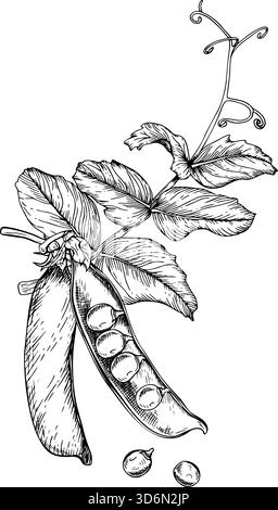 Composizioni di foglie delicate di pisello verde, tendini ricci e due cialde. Uno aperto con piselli rotondi all'interno e due piselli sciolti accanto. Disegnato a mano Illustrazione Vettoriale