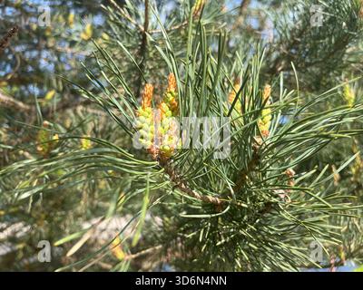 Primo piano di giovani coni di pino verde che si formano su un ramo tra aghi luminosi. Una scena primaverile naturale che simboleggia la crescita, il rinnovamento e la vita forestale. Foto Stock