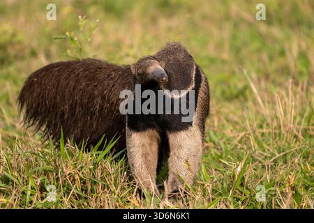 Splendida vista sul gigantesco formichiere nel Pantanal di Miranda Foto Stock