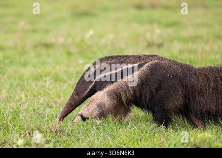 Splendida vista sul gigantesco formichiere nel Pantanal di Miranda Foto Stock