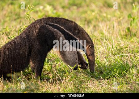 Splendida vista sul gigantesco formichiere nel Pantanal di Miranda Foto Stock