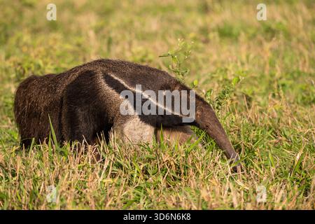 Splendida vista sul gigantesco formichiere nel Pantanal di Miranda Foto Stock