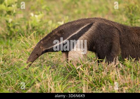 Splendida vista sul gigantesco formichiere nel Pantanal di Miranda Foto Stock