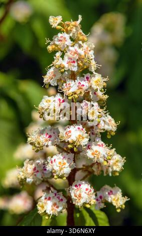 Fiori di castagno in latino Aesculus hippocastanum chiamato anche castagno di cavallo, castagno europeo, buckeye e albero di conker Foto Stock