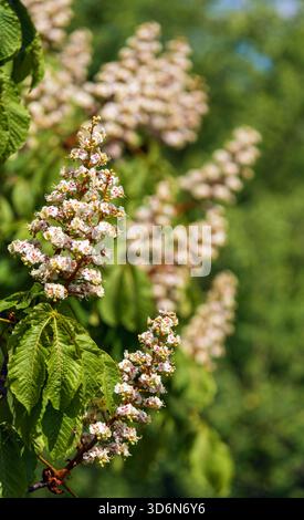 Fiori di castagno in latino Aesculus hippocastanum chiamato anche castagno di cavallo, castagno europeo, buckeye e albero di conker Foto Stock