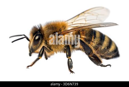 Particolare di ape o di ape in latino Apis mellifera, europeo o occidentale ape miele isolato su sfondo bianco Foto Stock