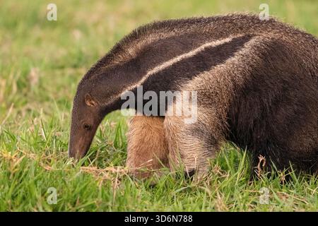 Splendida vista sul gigantesco formichiere nel Pantanal di Miranda Foto Stock