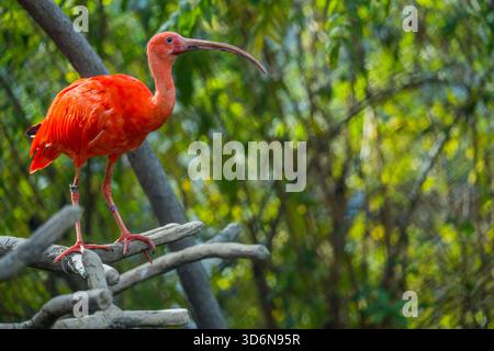 Un ibis scarlatto, a volte chiamato ibis rosso (Eudocimus ruber) presso la Tracy Aviary al Liberty Park di Salt Lake City, Utah, Stati Uniti. Foto Stock