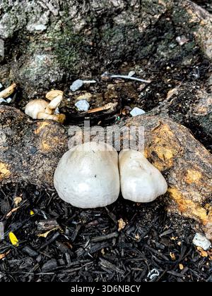 Fungo velenoso, clorofillum molybdites, noto come il parassita dalle spore verdi, il parassita verde, il falso parassita, la lepiota dalle spore verdi e il vomito Foto Stock